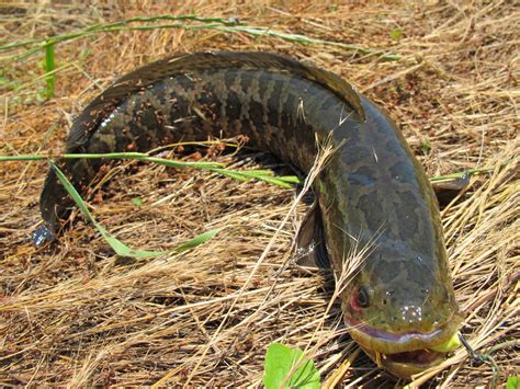 Freshwater Fish in Japan.